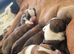 Boxer pups