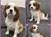 KC Reg DNA Clear cavalier King Charles puppies