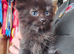 Black make kittens. Ragdoll x.