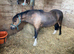 Beautiful very well bred broodmare, companion or show pony