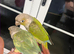 Conure for sale