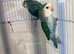 Love birds
