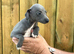Italian x whippet