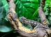 Special Offer on Blue Bar Female Panther Chameleons at Birmingham Reptiles