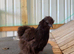 Silkie Hens & Cockerel