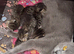 5 beautiful!! British  Shorhair x Siberian