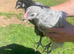 Orpington pullets