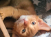 Last abyssinian lad
