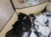 5 mixed kittens for sale £50