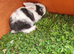 Mini lops x2