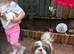 imperial shih tzu