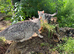 Savannah cross kittens