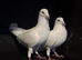 White and black pigeon high fly fly