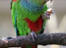 Blue throated Conures Parrot