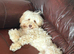 Australian labradoodle for sale