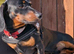 Beautiful male Dachshund