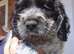 Show type cocker spaniel puppies