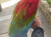 Amazing 1.5 year old Greenwing macaw