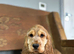 Stunning cocker spaniel girls ready now