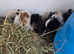 Baby Texel Guinea pig boys