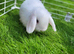 Beautiful Mini lop looking good a home