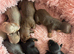 8 beautiful miniature daschshunds