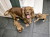Working cocker spaniel