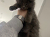Tabby & Long Haired Kittens