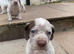 Braque du borbonnais puppies