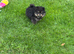 XS Teddy Pomeranian Boy