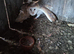 Breeding pair of barn owls