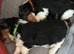 Biewer Yorkshire Terrier puppies for sale