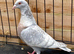 RARE COLOURED REDUCED RACING PIGEON