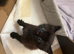 Two kittens looking for their furever home