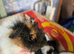 2 baby guineapigs
