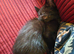3 adorable black kittens