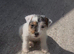 Traditional jack russell puppies.