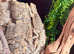 Bearded dragons