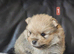 6 beautifull pomeranian baby's