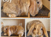 Mini lop kits available to reserve