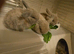 Baby rabbits