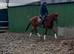 Ror eligible showing / Dressage prospect