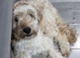 Female cockapoo f1
