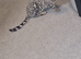 Beautiful silver female bengal