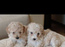 4 beautiful poochon  pups