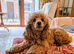 Toy poodle 9 months old Apricot girl