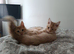 Outstanding Tortoiseshell Maine Coon Girls - Ready Now