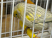 Silver and yellow canarie male