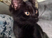 British shorthair kitten black