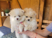 KC Line Pomeranian Puppies – Ready Early May | Vaccinated & Microchipped